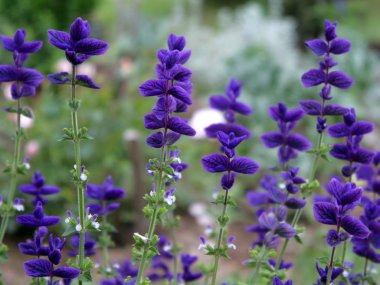 Beautiful flowers of salvia clipart