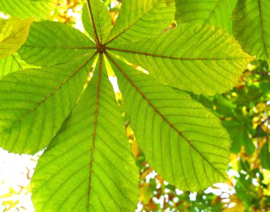 Leaves of a chestnut clipart