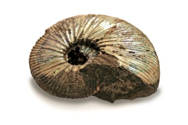Shell on white clipart