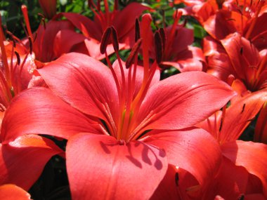 Beautiful red lily clipart