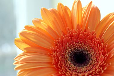 Close-up of gerber daisy flower clipart