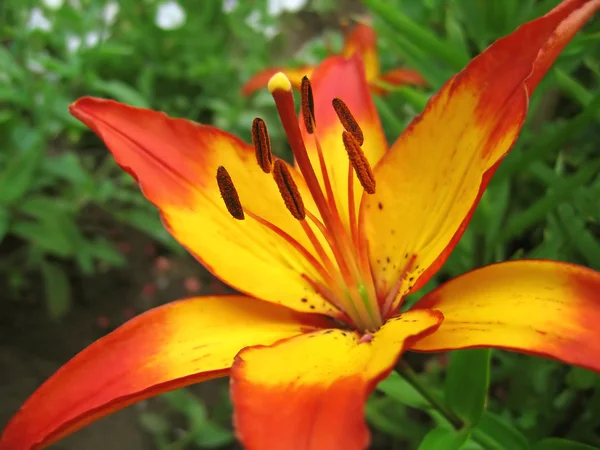 Yellow and red lily flower — Stok fotoğraf
