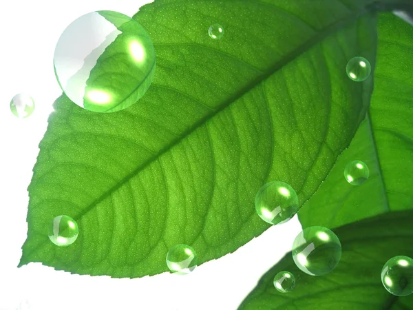 Close-up van groene blad met abstracte lucht — Stockfoto