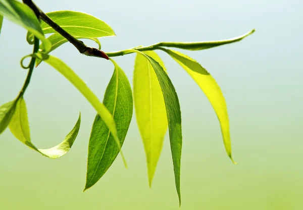 Крупним планом свіже зелене листя — стокове фото