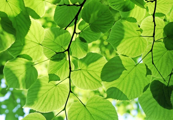 Свежая зеленая листва — стоковое фото