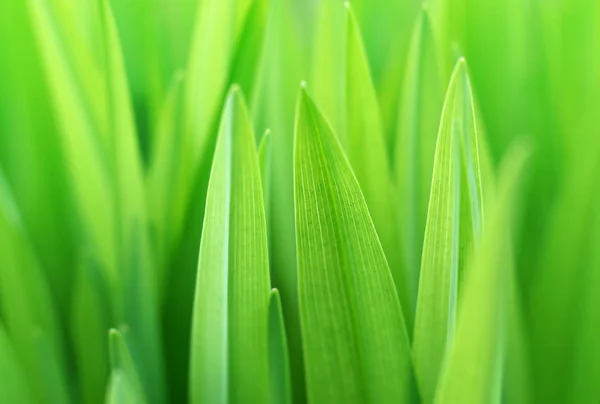 Close up of the green grass — Stock Photo, Image