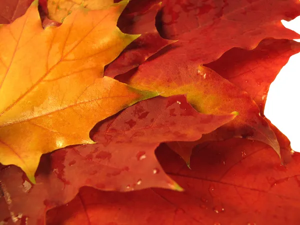 Lindas folhas de outono coloridas com água — Fotografia de Stock