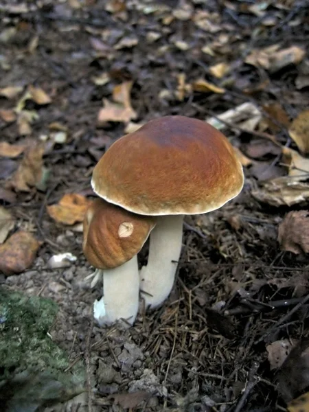 Mushroom couple — Stock Photo, Image