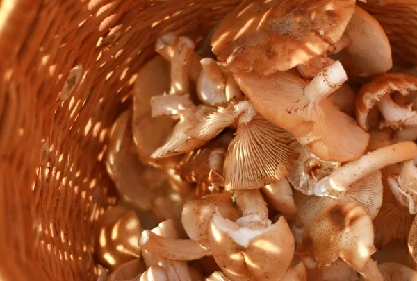 stock image Basket with eatable mushrooms
