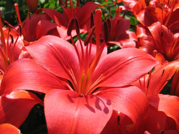 Piękne lilia czerwona — Zdjęcie stockowe