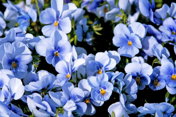 Hermosas flores violeta fondo —  Fotos de Stock