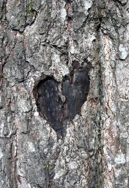 Simbolo di amore su un tronco di albero — Foto Stock