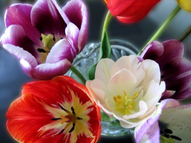 Beautiful tulips clipart