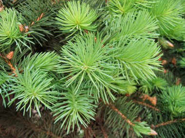 Pine branches with young runaways clipart