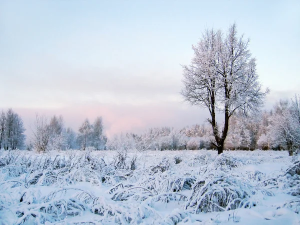 Paysage d'hiver avec arbre — Photo