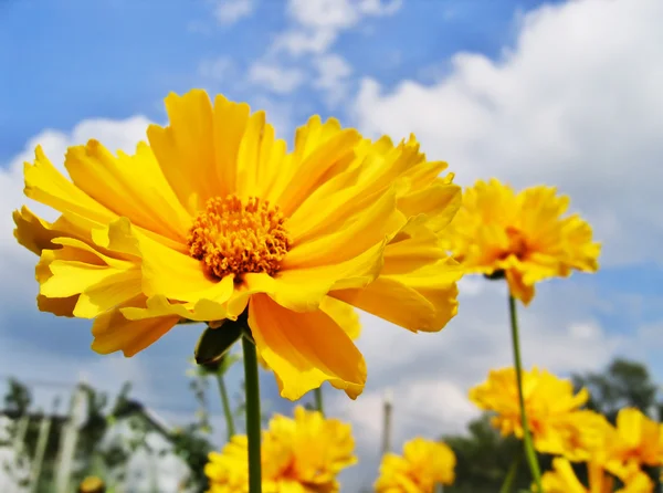 Vackra gula blommor — Stockfoto