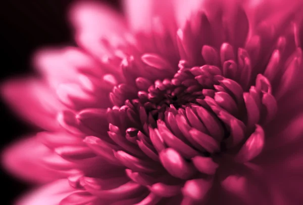 Nahaufnahme von Chrysanthemen. Weicher Fokus. — Stockfoto