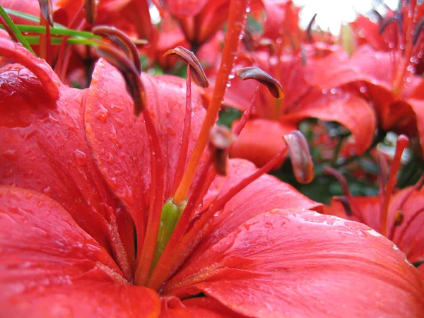 Gros plan de lis rouge avec des gouttes de pluie — Photo