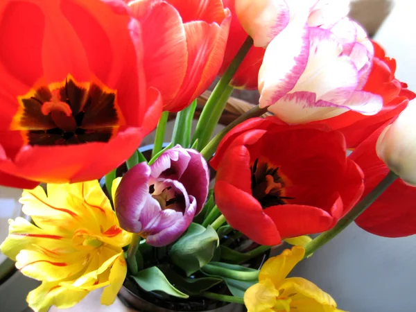 Piękne tulipany — Zdjęcie stockowe