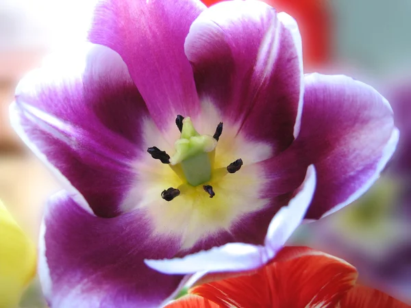Close-up van prachtige tulip — Stockfoto