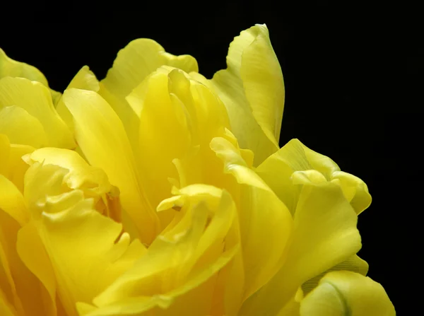 Fragment der gelben Tulpe — Stockfoto