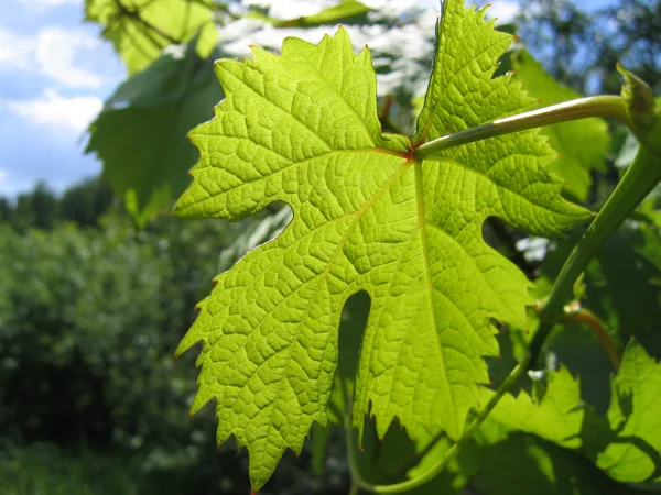 Leaf of grape glowing in sunlight — Stock Photo, Image