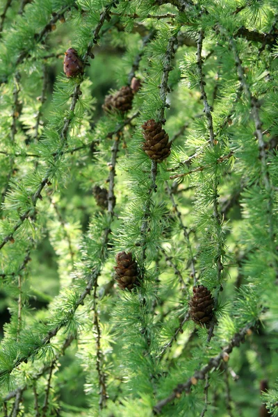 Coniferous tree branch with pinecones — Stock Photo, Image