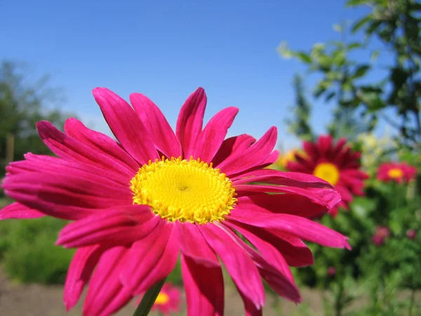 Smuk lyserød blomst - Stock-foto