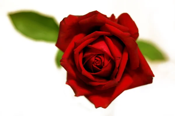 Closeup κόκκινο τριαντάφυλλο — Φωτογραφία Αρχείου