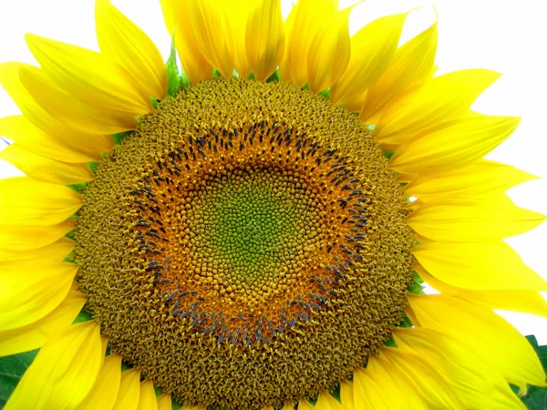 Nahaufnahme von großen gelben Sonnenblumen — Stockfoto