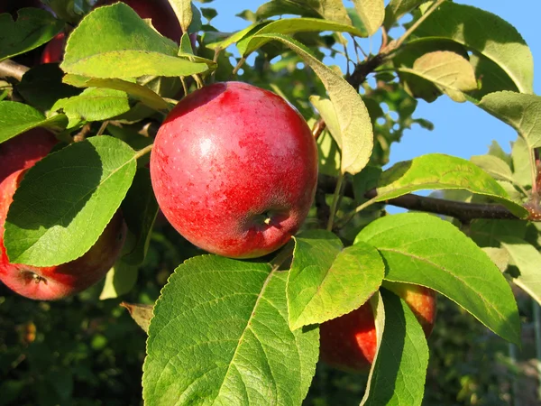Zweig mit rotem Apfel — Stockfoto