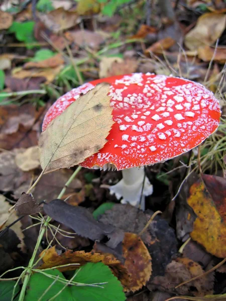 Red fly agaric — Stock Photo, Image