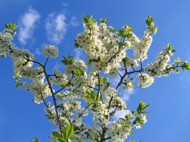 Branch of blossoming tree clipart