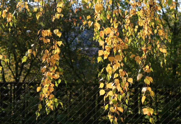 Gałąź jesień brzozowe drzewo — Zdjęcie stockowe