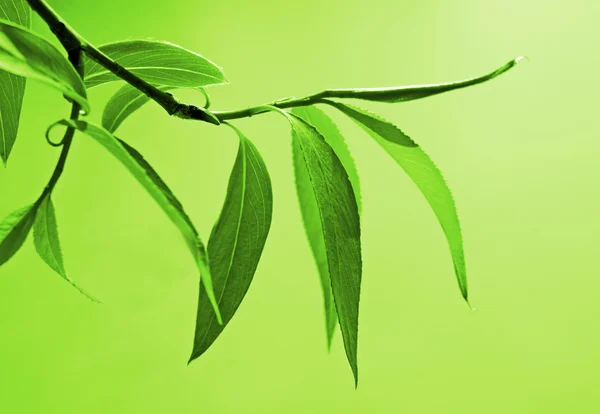 Närbild av färska gröna blad — Stockfoto