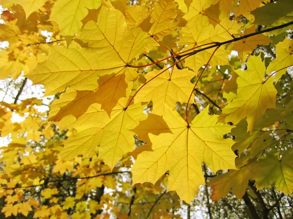Jesienne liście z drzewa klonowego — Zdjęcie stockowe