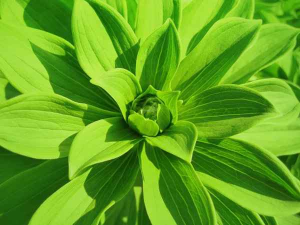 Grön växt bakgrund — Stockfoto