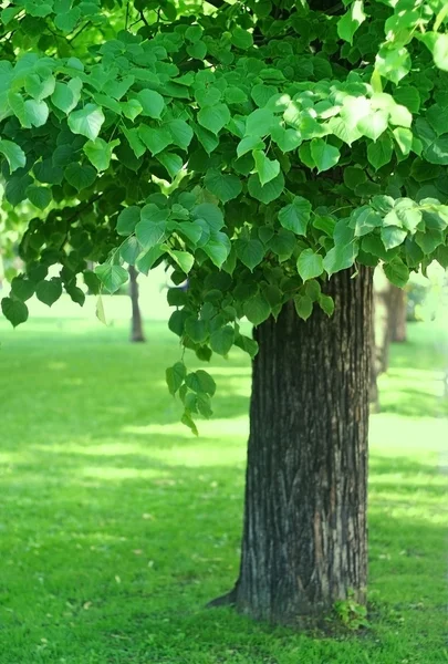 Дерево с зеленой листвой — стоковое фото