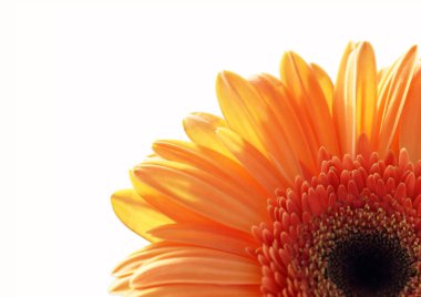 Fragment of gerber daisy flower clipart