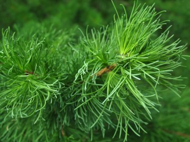 Pine branch background clipart