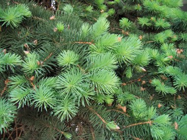 Pine branches with young runaways clipart