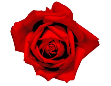 Bud of beautiful red rose clipart