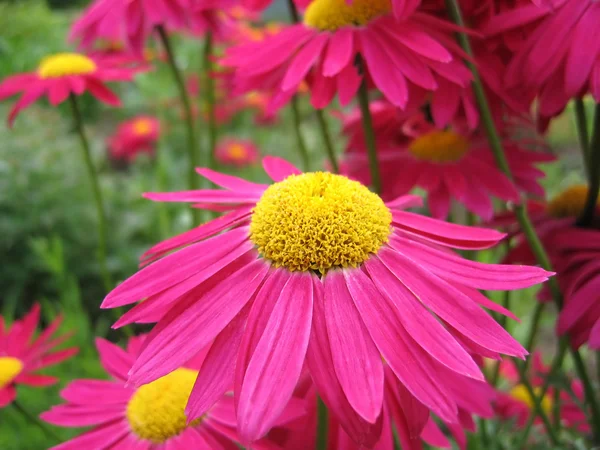 Beautiful pink flowers — Stock Photo, Image