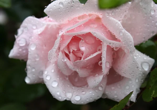 Розовая роза с водой — стоковое фото