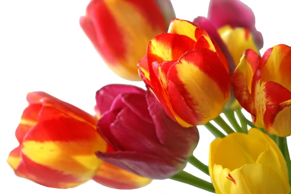 Bukett med vackra färgglada tulpaner — Stockfoto