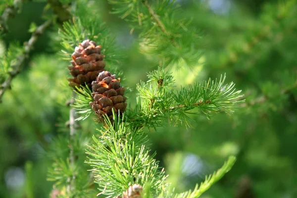 Coniferous tree branch with cones — Stock Photo, Image