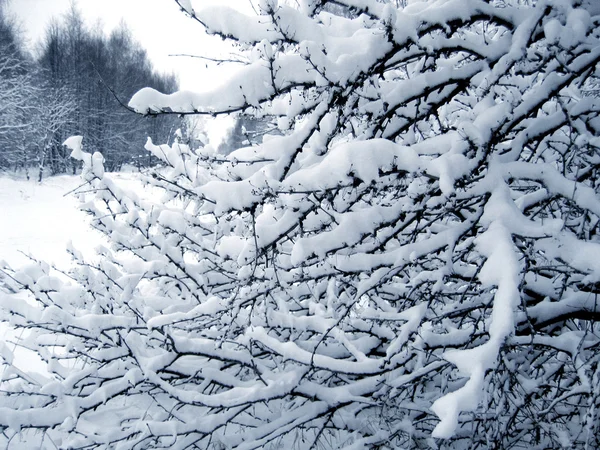 枝は雪の下 — ストック写真