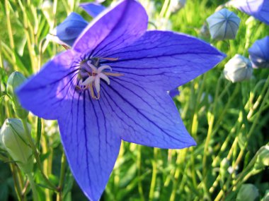 Closeup of beautiful blue flower clipart