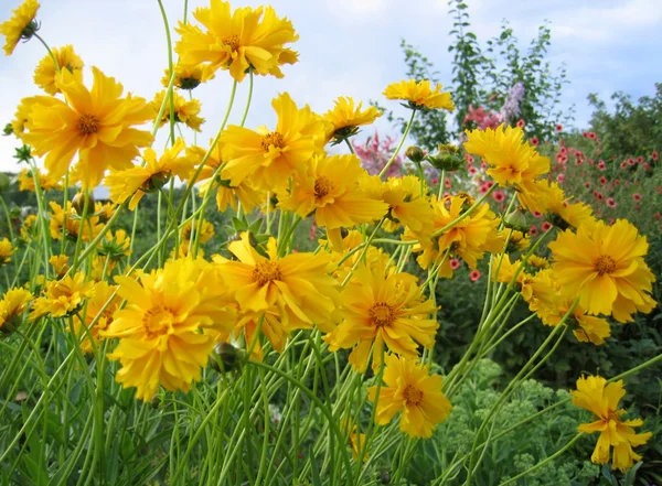 Vackra gula blommor — Stockfoto