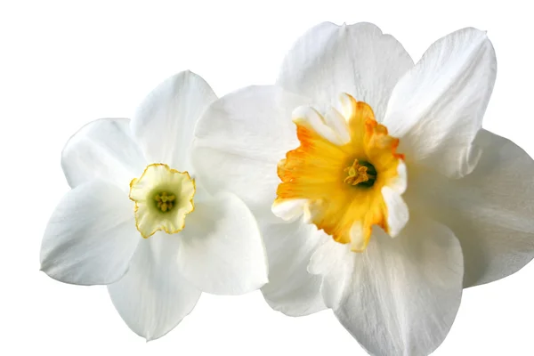 Blommor av påskliljor (Narcissus) — Stockfoto